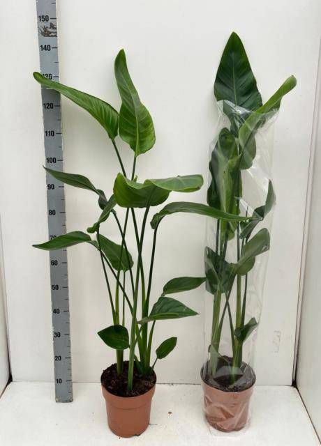 <h4>STRELITZIA NICOLAI</h4>