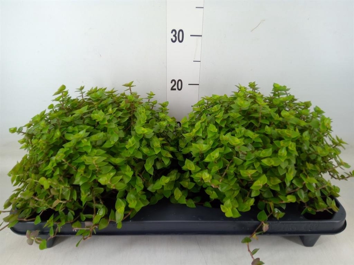 <h4>Callisia repens</h4>