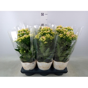 Kalanchoe  'MoreFlow Sunny Pink'