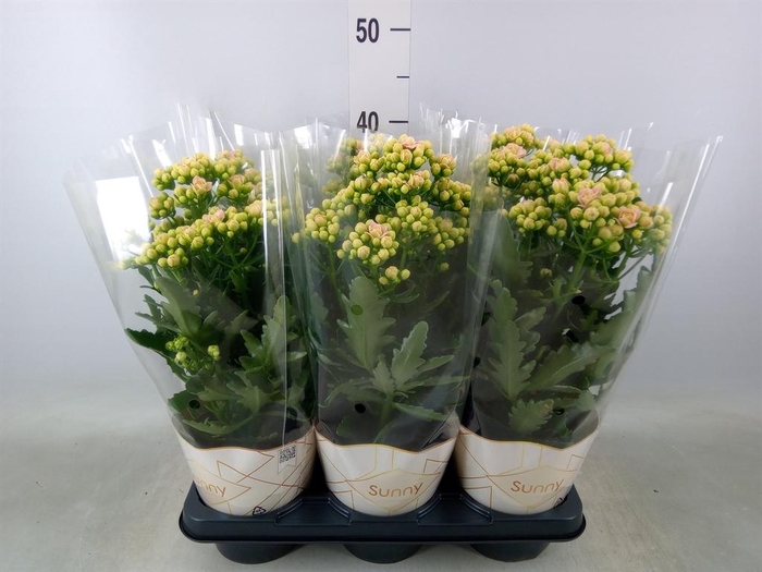 <h4>Kalanchoe 'MoreFlow Sunny Pink'</h4>