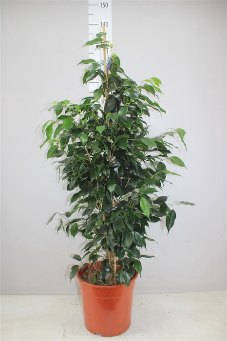 Ficus Danielle