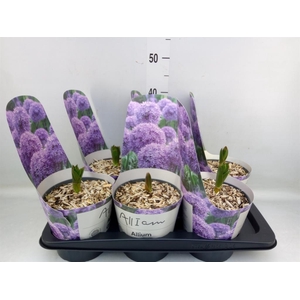 Allium  'Globemaster'