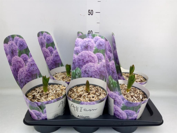 <h4>Allium 'Globemaster'</h4>