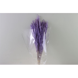 Dried Rice Grass Milka Bunch Slv