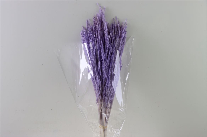 <h4>Dried Rice Grass Milka Bunch Slv</h4>