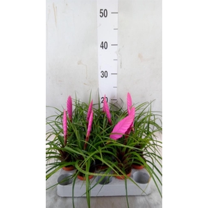 Tillandsia cyanea