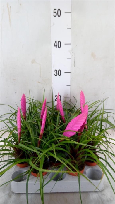 <h4>Tillandsia cyanea</h4>