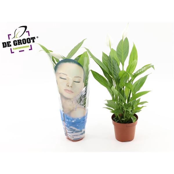 <h4>Spathiphyllum Alana in hoes "Face"</h4>