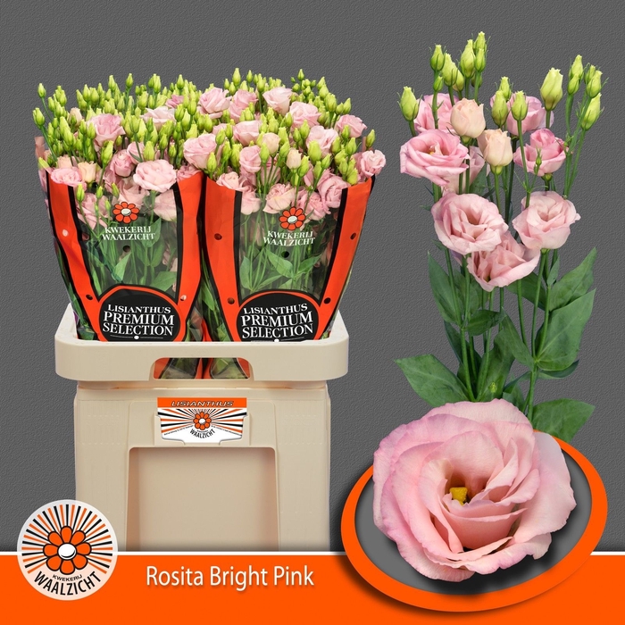<h4>Lisianthus do rosita bright pink</h4>