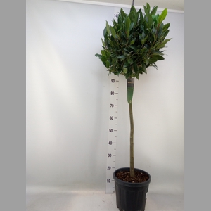 Laurus nobilis