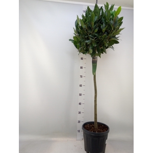 Laurus nobilis
