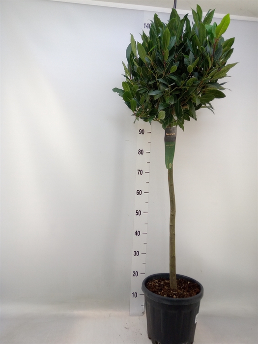<h4>Laurus nobilis</h4>