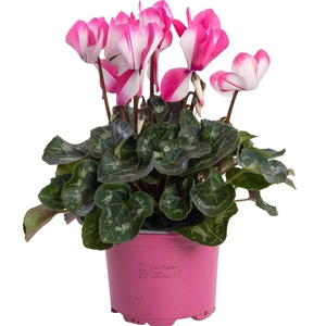 Cyclamen Fusion roze