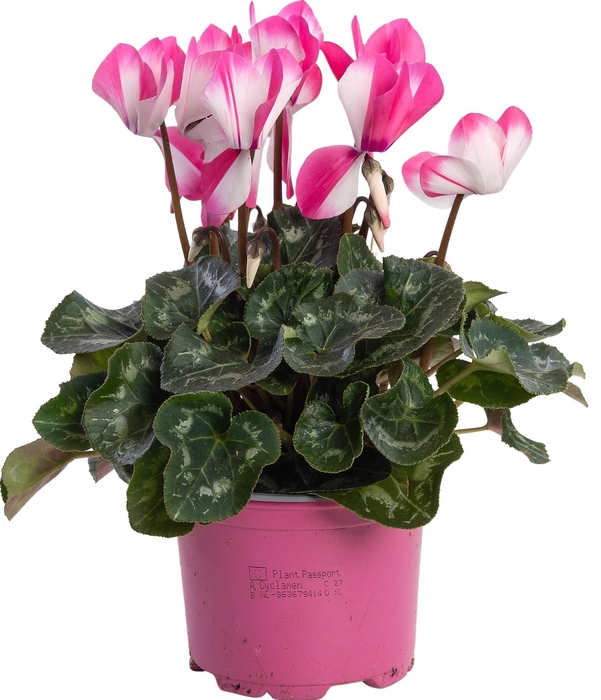 <h4>Cyclamen Fusion roze</h4>