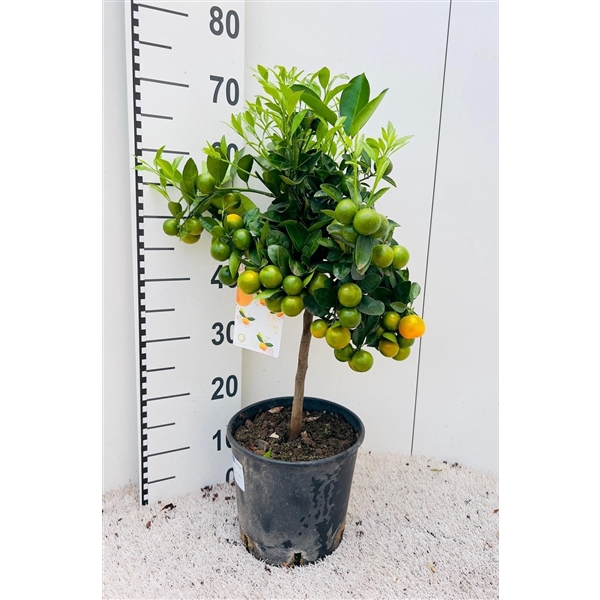 <h4>Citrus Calamondin on stem</h4>
