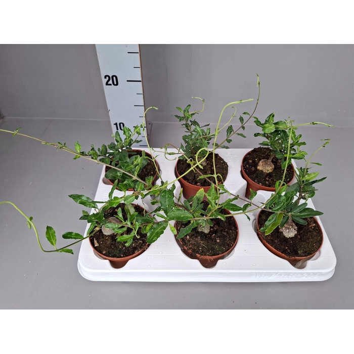 <h4>Succulents   ...</h4>