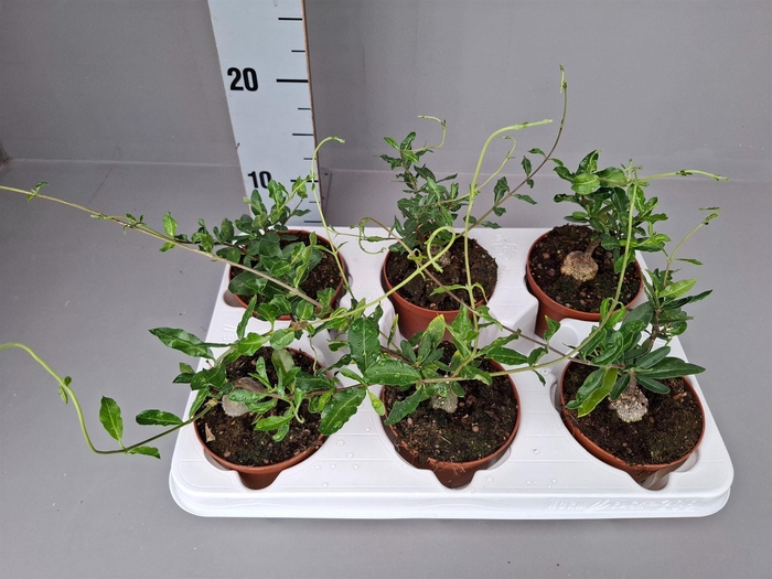 <h4>Succulents   ...</h4>