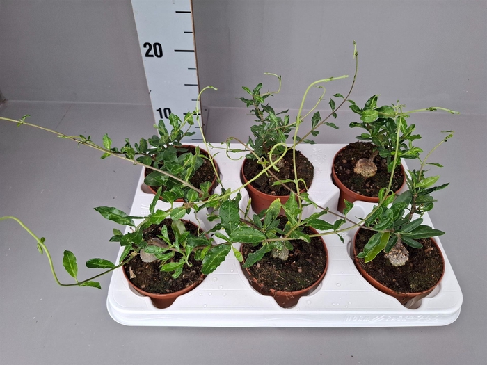 <h4>Succulents   ...</h4>