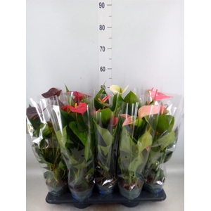 Anthurium   ...mix