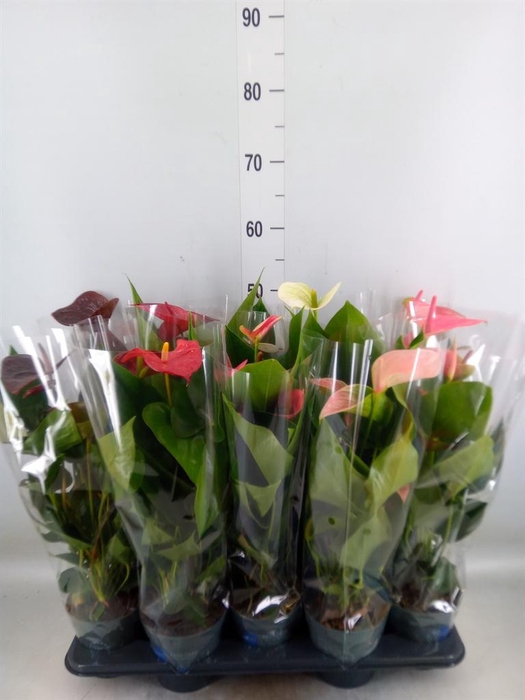 <h4>Anthurium   ...mix</h4>