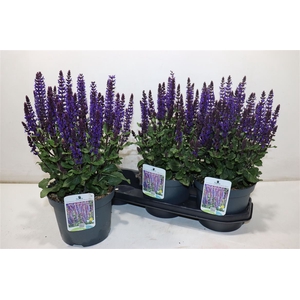 Salvia Ne Se Dp Blue