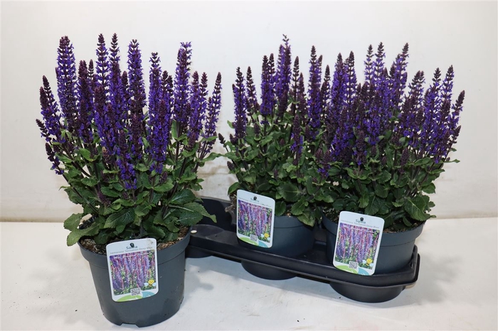 <h4>Salvia Ne Se Dp Blue</h4>