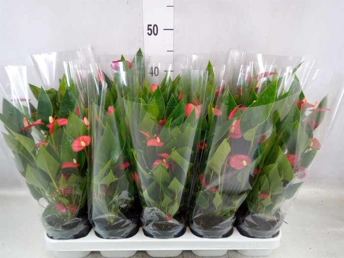 <h4>Anthurium andr. 'Mill Flowers Red'</h4>