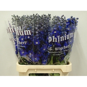 Delphinium Du Dewi Blue Star