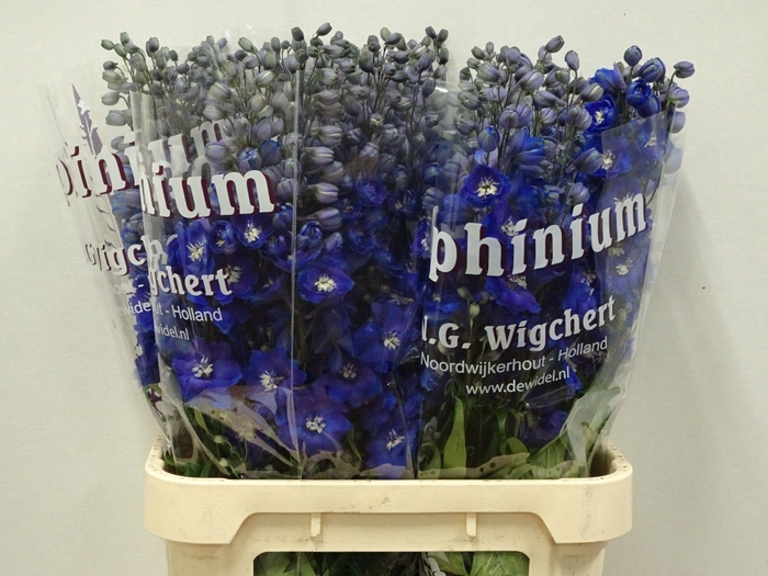 <h4>Delphinium Du Dewi Blue Star</h4>