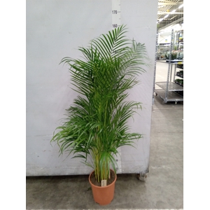 Dypsis lutescens   ...Chrysalidoca