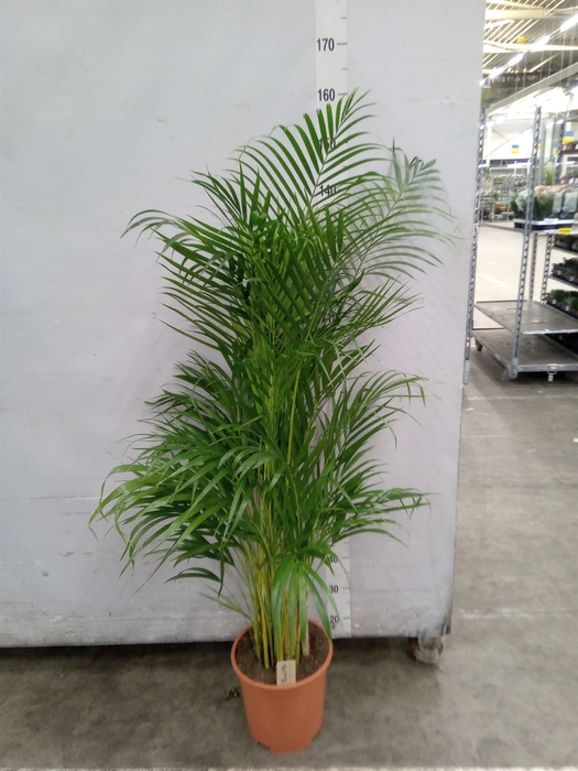 <h4>Dypsis lutescens   ...Chrysalidoca</h4>