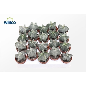 Astrophytum Myriostigma