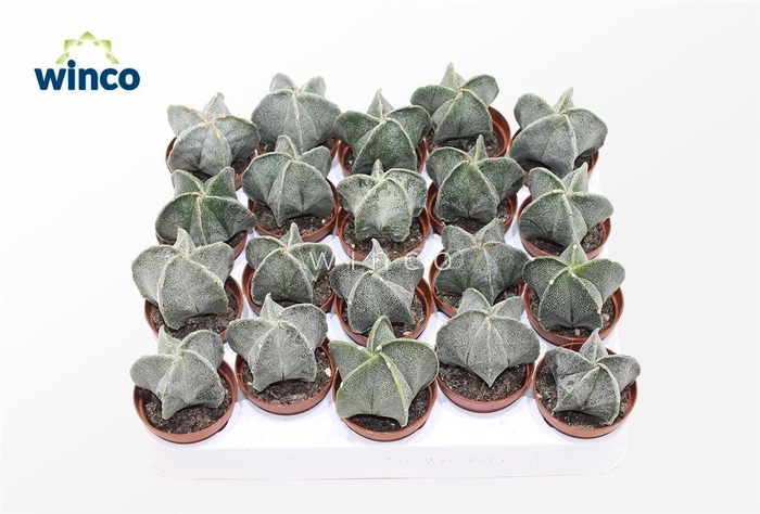 <h4>Astrophytum Myriostigma</h4>