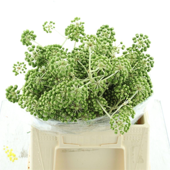 <h4>ARAL CONTINENTALIS</h4>