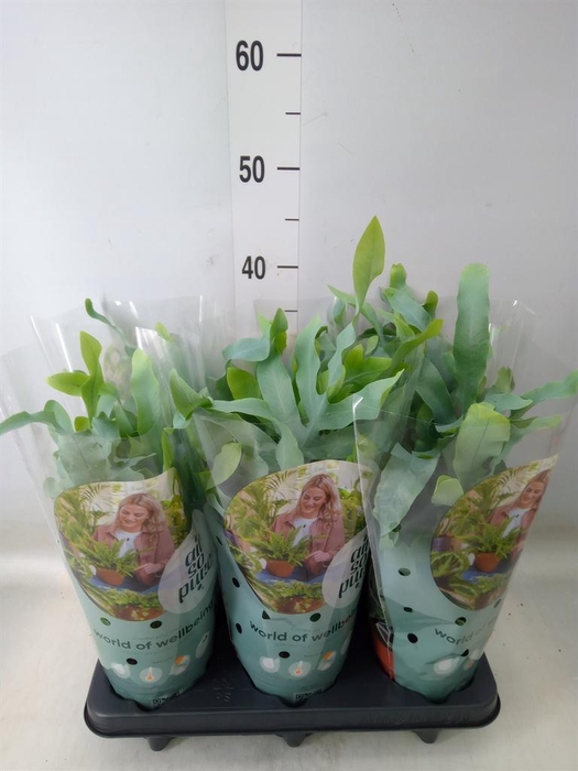 <h4>Phlebodium aureum 'Blue Star'</h4>