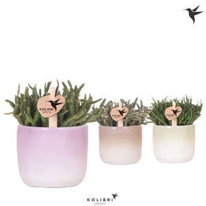 Kolibri Greens Rhipsalis mix in Gradience pot mix