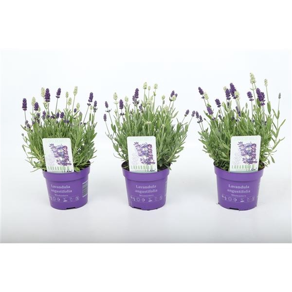 <h4>Lavandula angustifolia 'Ardèche Blue'</h4>