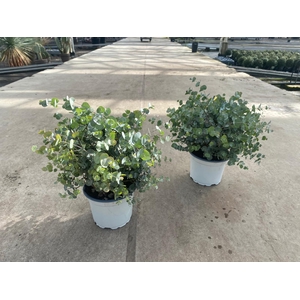 EUCAL GUNNII