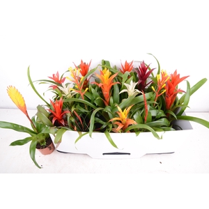BROMELIA GEM 15 SRT