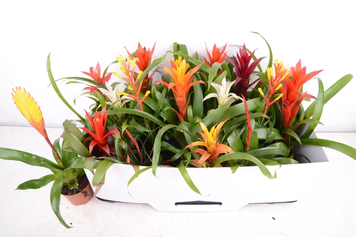 <h4>BROMELIA GEM 15 SRT</h4>