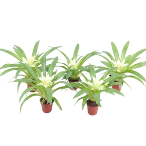 Guzmania Evelien