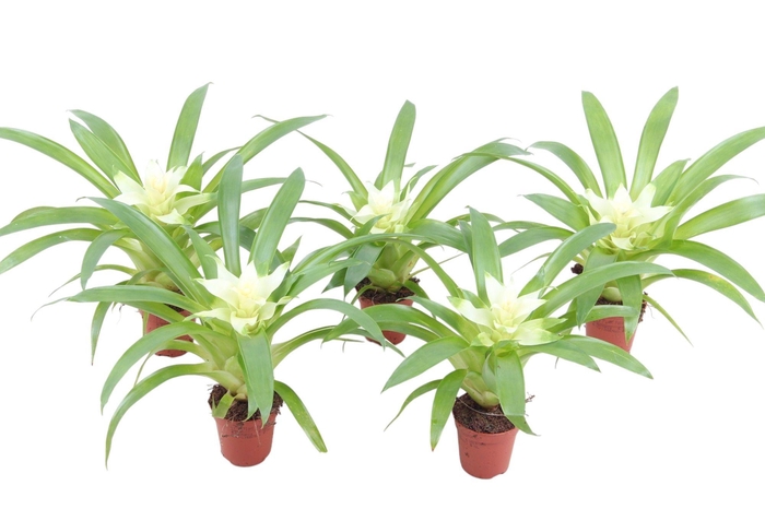 <h4>Guzmania Evelien</h4>