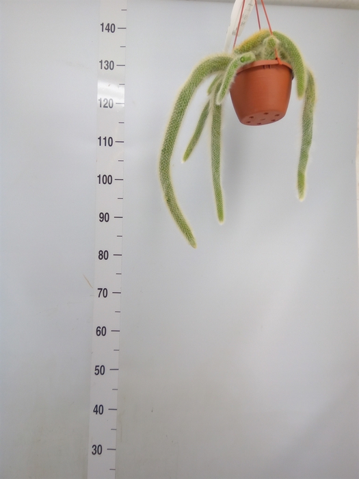 <h4>Cactus   ...hangingplants</h4>