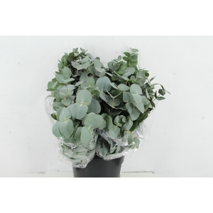 EUC CINEREA PER STEM 055CM