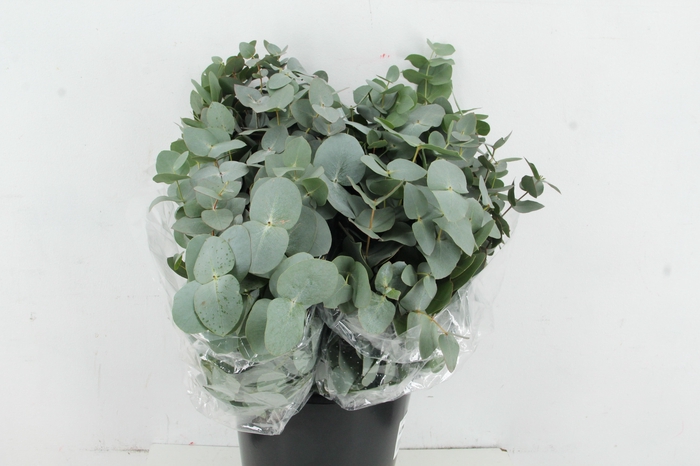 <h4>EUC CINEREA PER STEM</h4>