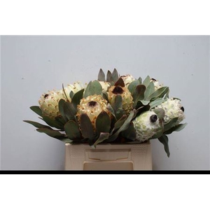 Protea M Snow Queen