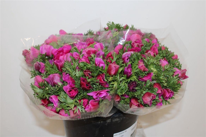 <h4>Anem Marianne Lilac</h4>