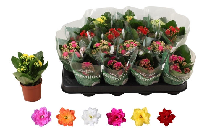 <h4>KAL GE RO GEM 6 KL</h4>