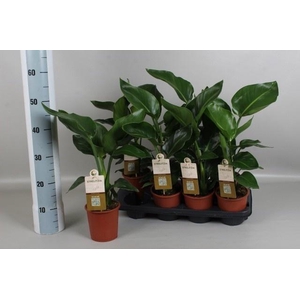 STRELITZIA NICOLAI