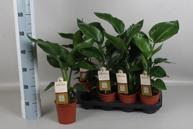<h4>STRELITZIA NICOLAI</h4>